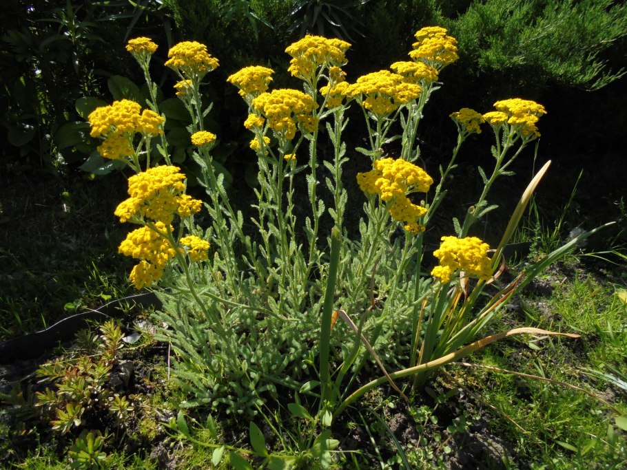Тысячелистник 'Coronation Gold'