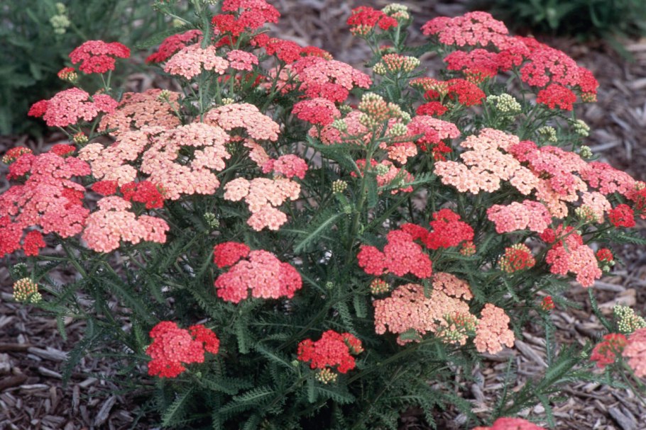 Тысячелистник таволговый (Achillea filipendulina)