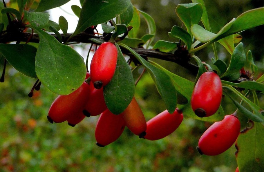 Барбарис обыкновенный плоды