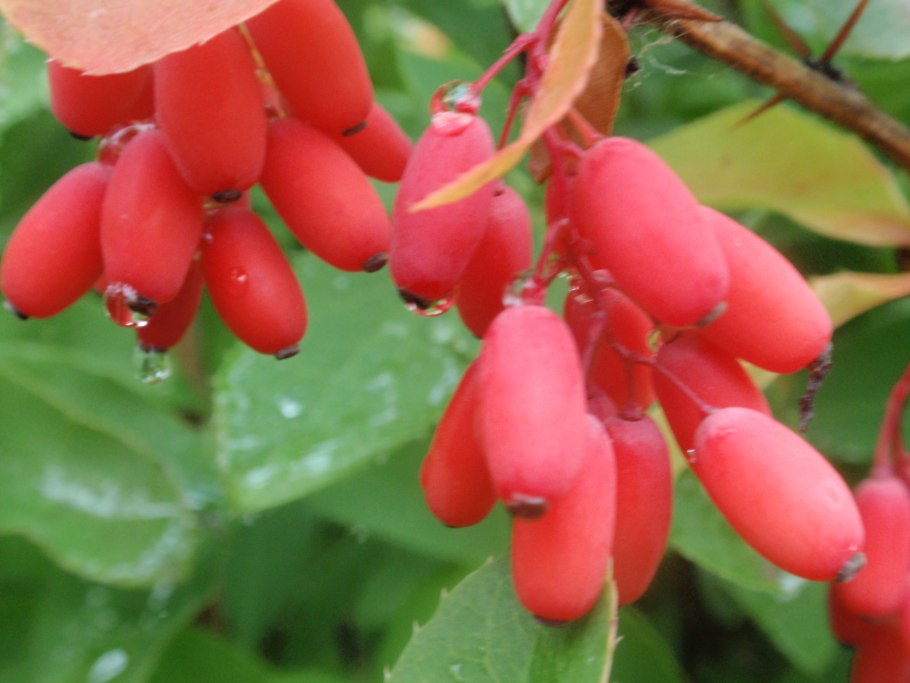 Барбарис обыкновенный кустарник