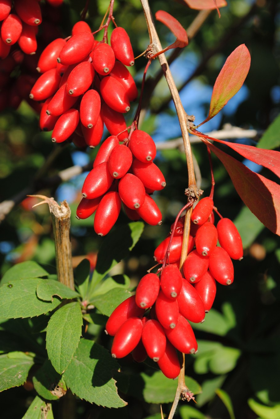 Барбарис Амурский