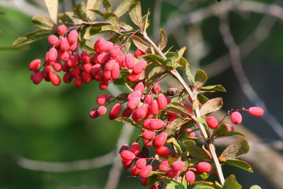 Сенна пыльца