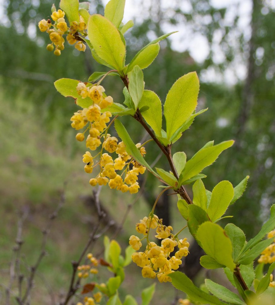 Барбарис Амурский