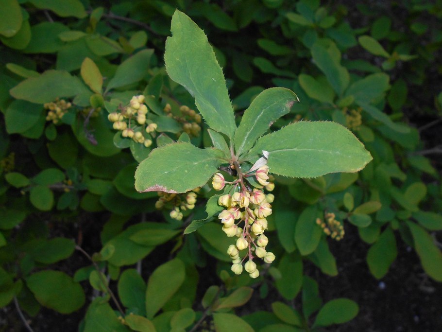 Berberis vulgaris Flowers
