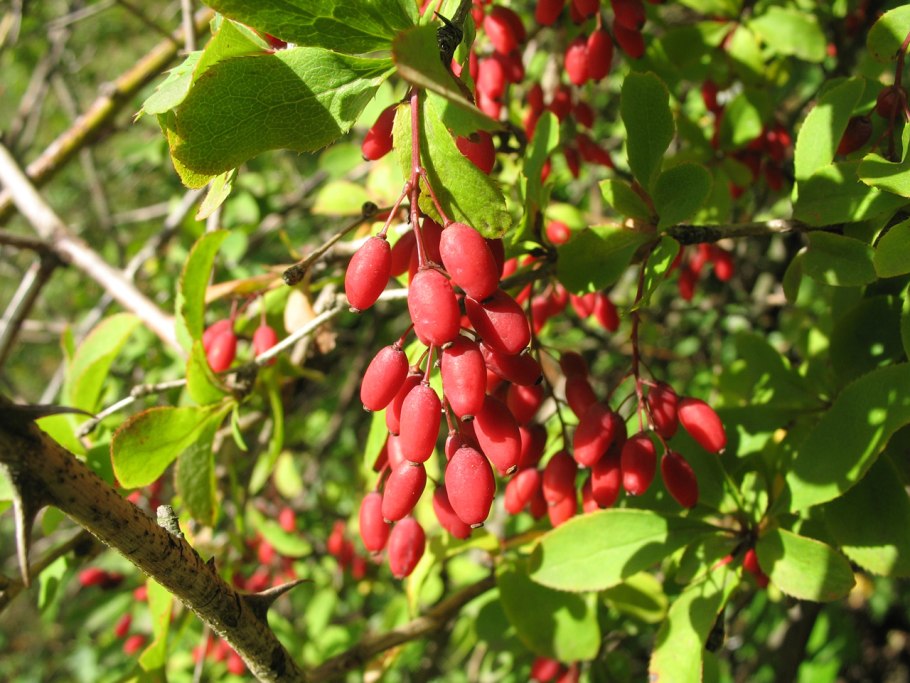 Барбарис обыкновенный Berberis vulgaris