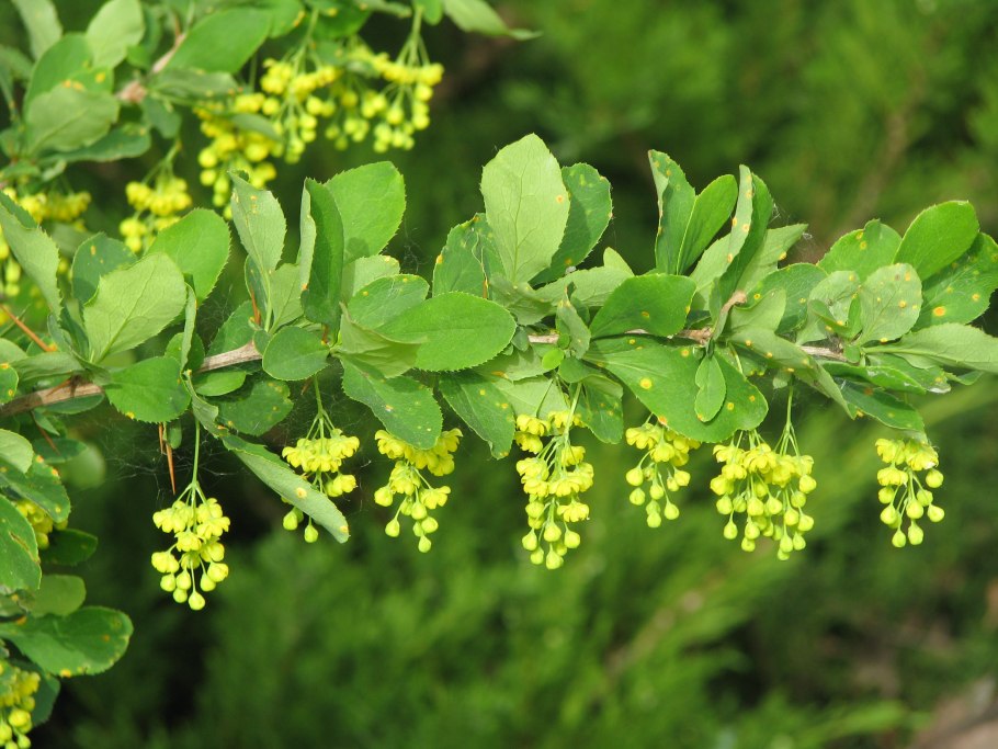 Барбарис обыкновенный berberis vulgaris