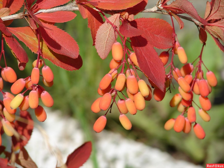 Барбарис обыкновенный Berberis vulgaris