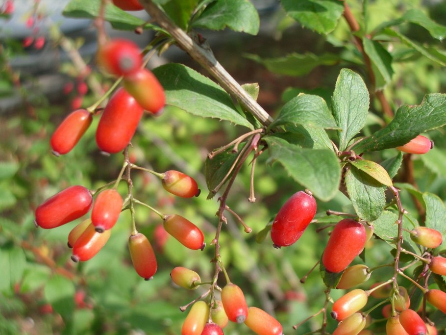 Барбарис обыкновенный - bеrberis vulgаris.