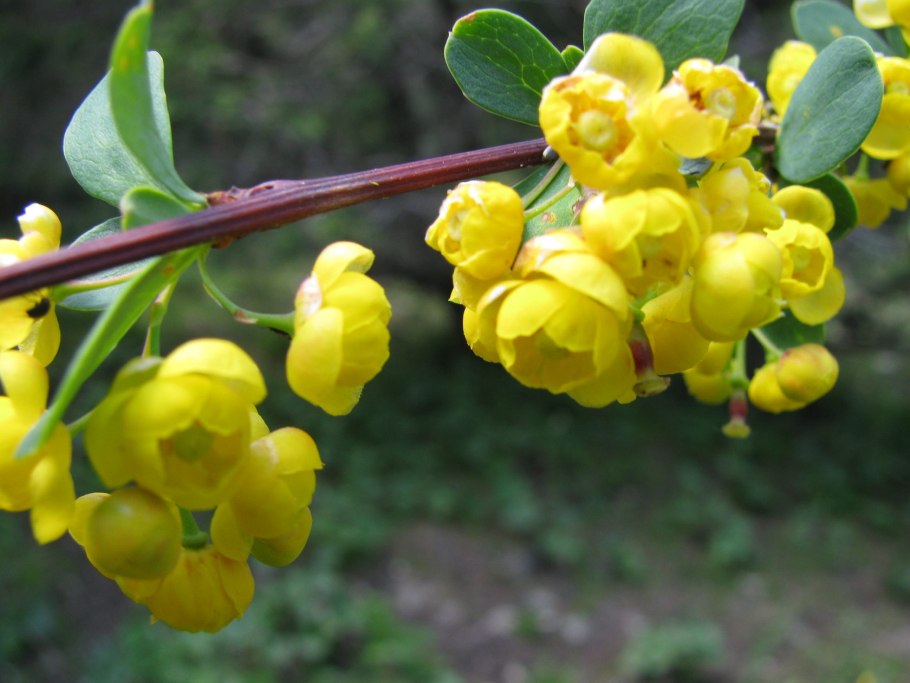 Berberis vulgaris