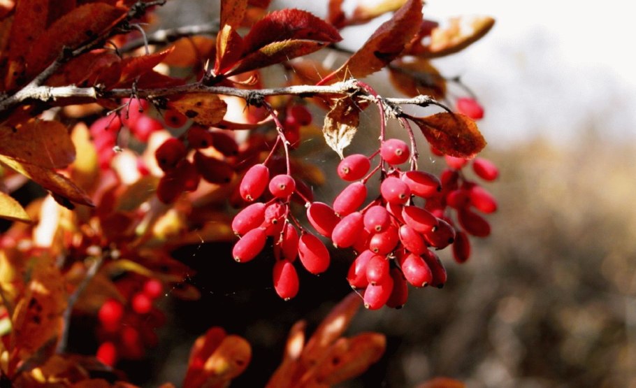 Барбарис обыкновенный кустарник