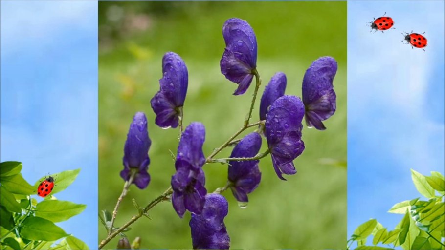 Борец аконит