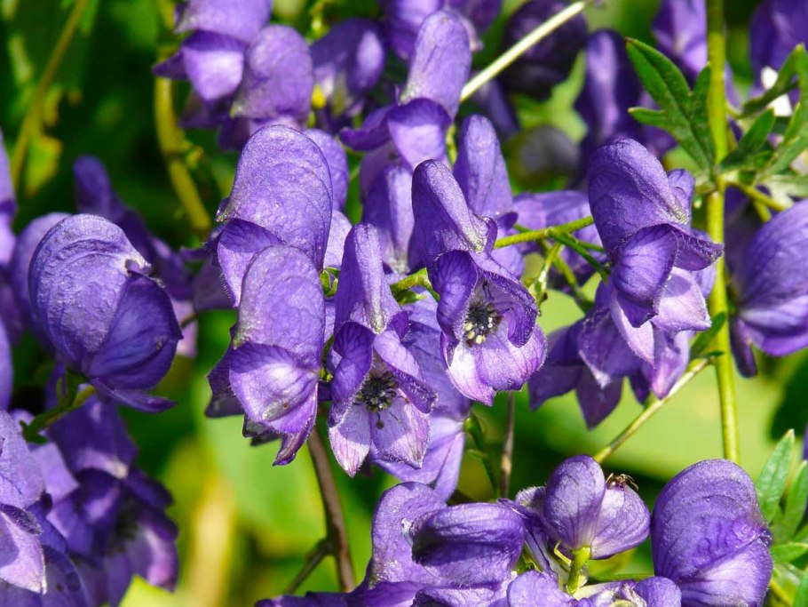 Борец Волчий Аконит