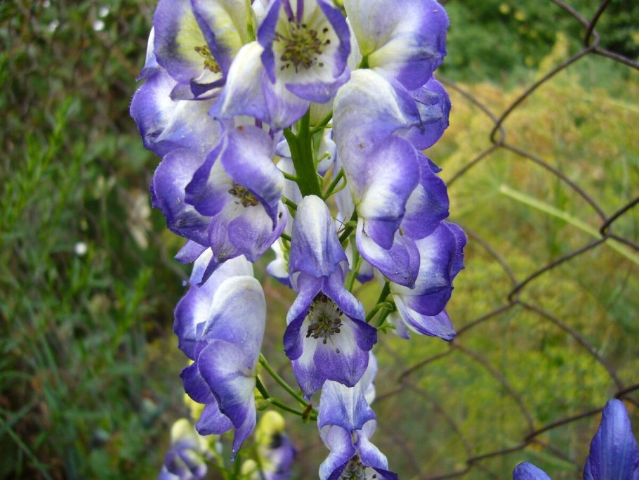 Аконит Арендса