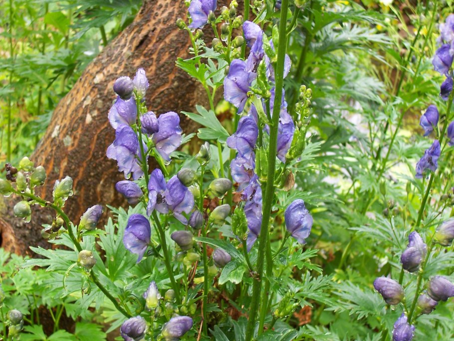 Аконит Танзыбейский