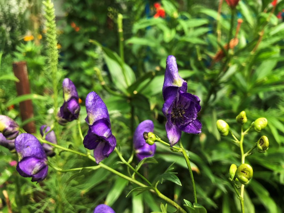 Аконит Кузнецова