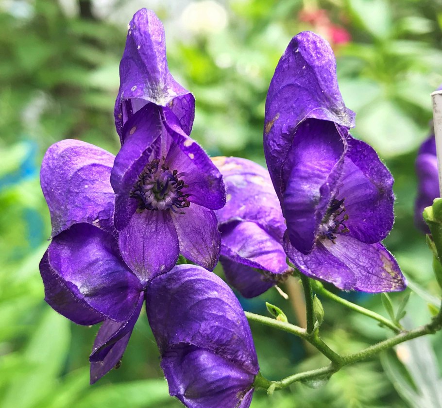 Аконит джунгарский (борец, башмачки).