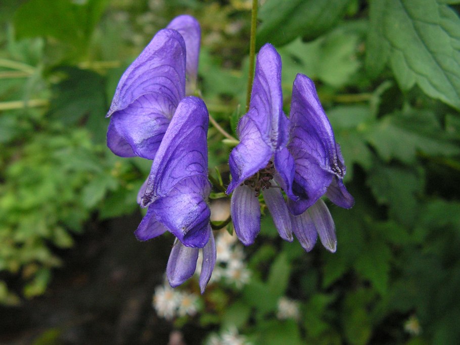 Аконит кармихеля