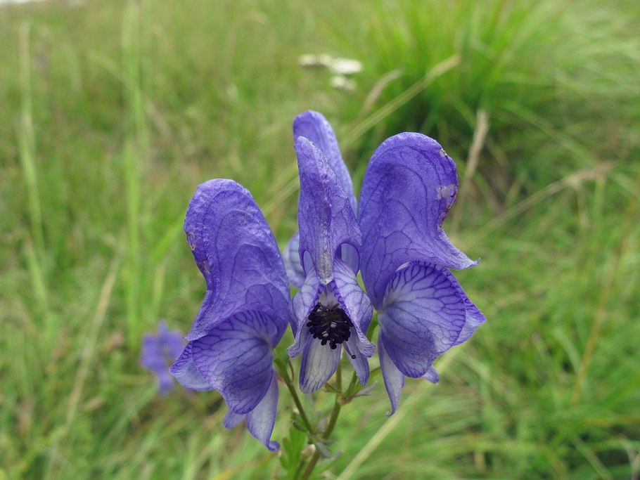 Аконит джунгарский