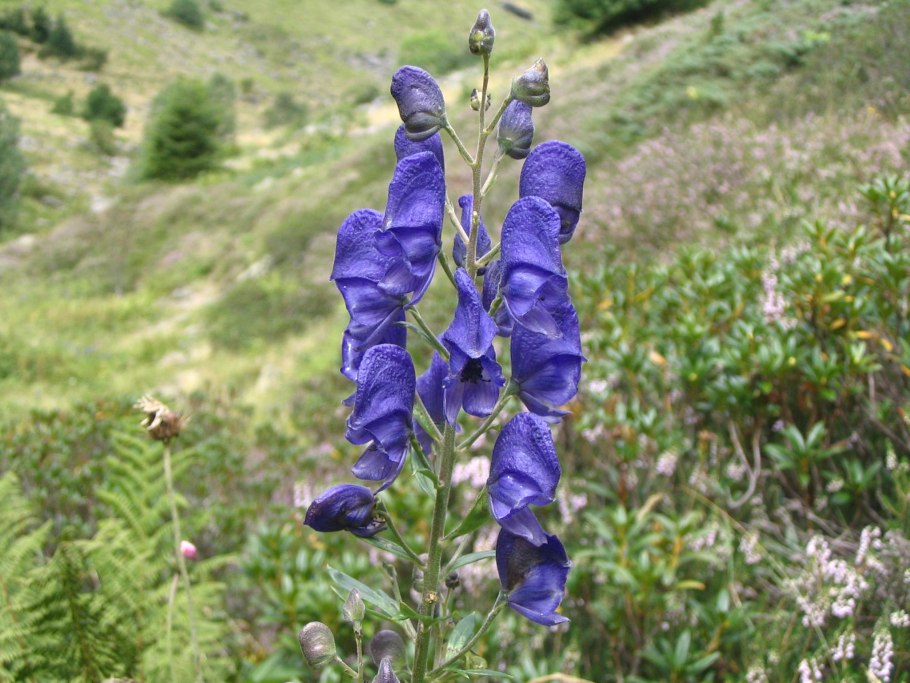 Аконит клобучковый (aconitum napellus &#96;album&#96;)