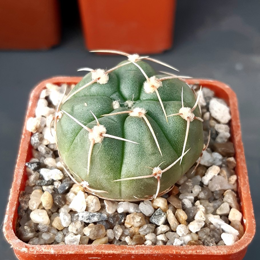 Gymnocalycium denudatum Кактус