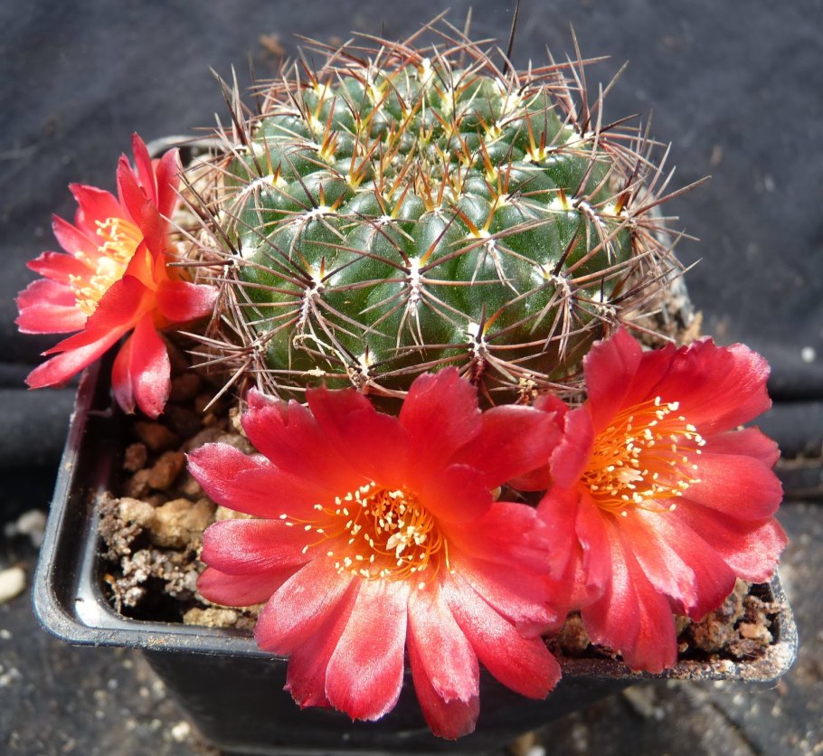 Gymnocalycium tillianum l 488