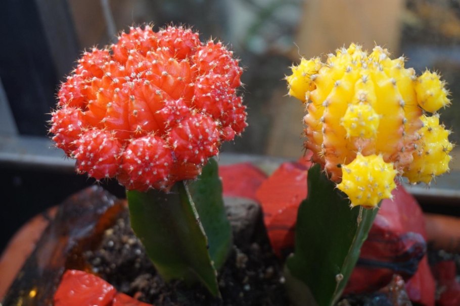 Гимнокалициум голый