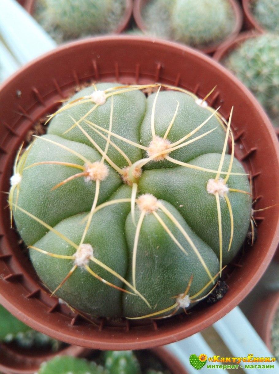 Gymnocalycium denudatum lb 811