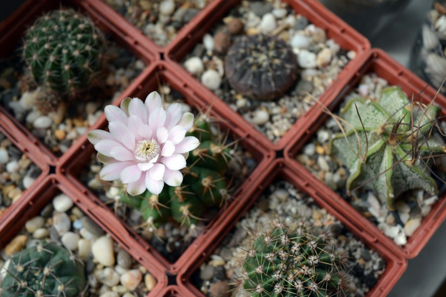 Gymnocalycium anisitsii