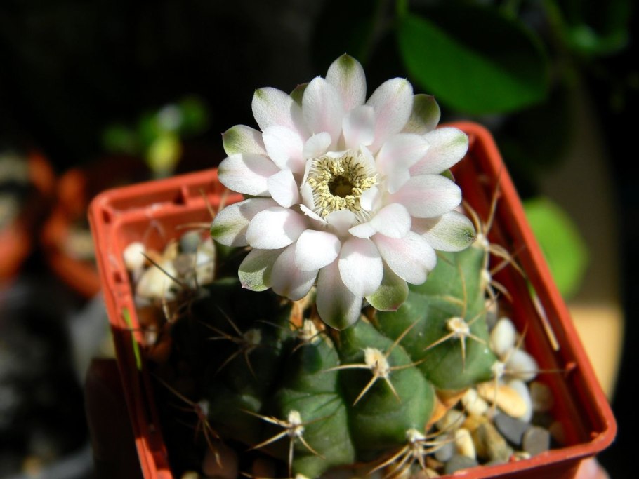 Gymnocalycium anisitsii