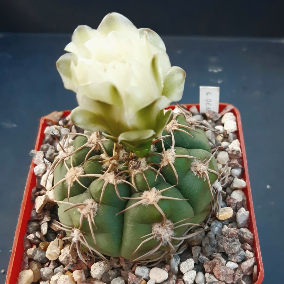 Gymnocalycium denudatum Ah 344