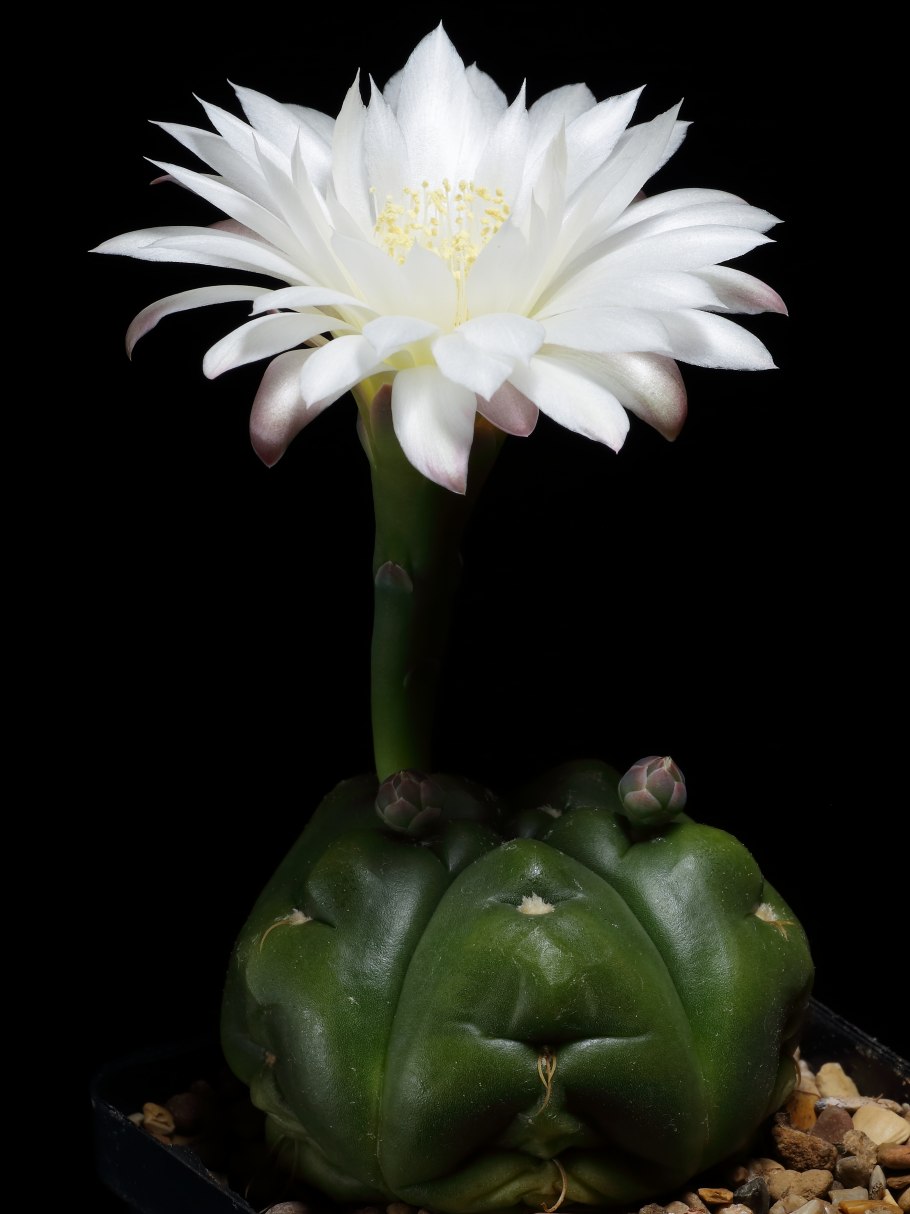 Gymnocalycium denudatum Кактус