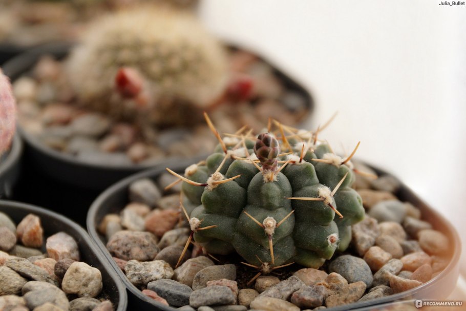 Gymnocalycium bruchii v. niveum