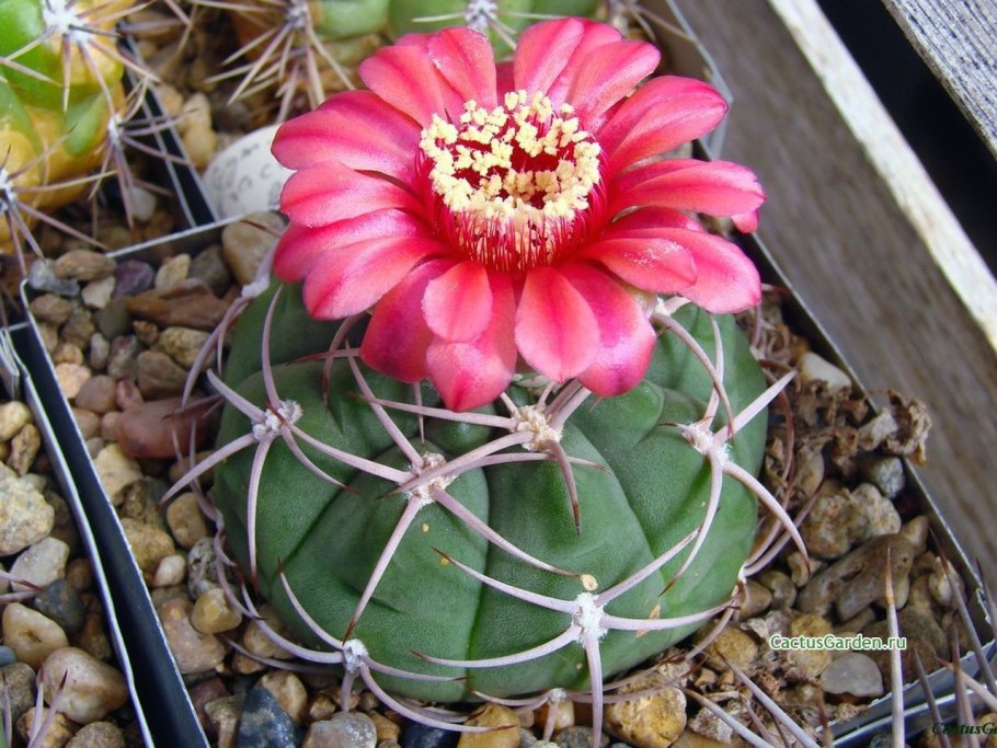 Лофофора Уиллиамс