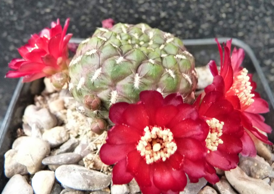 Weingartia neumanniana