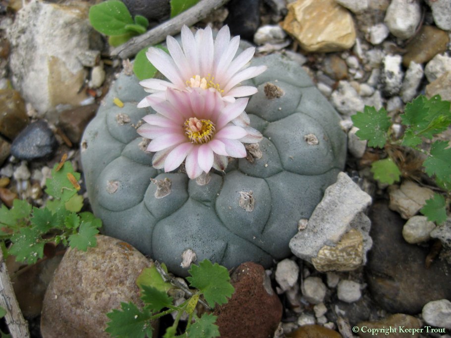 Пейот (lophophora williamsii