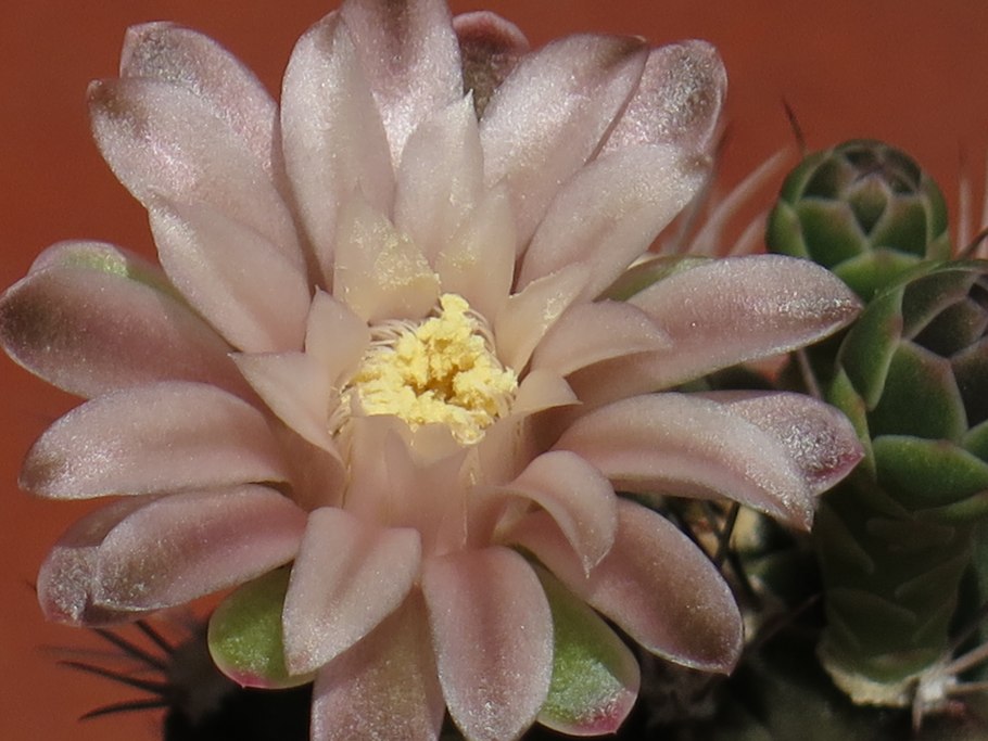 Gymnocalycium mihanovichii