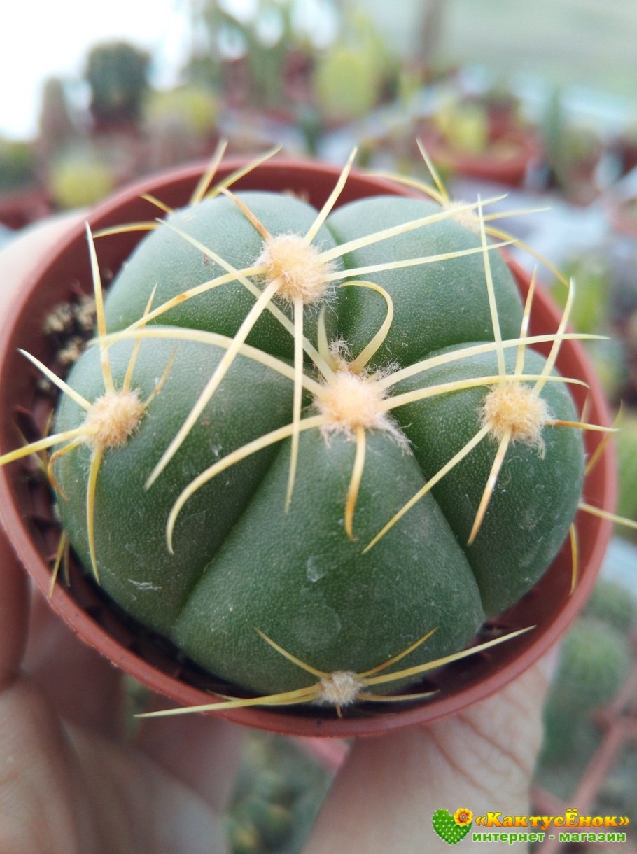 Gymnocalycium denudatum Кактус