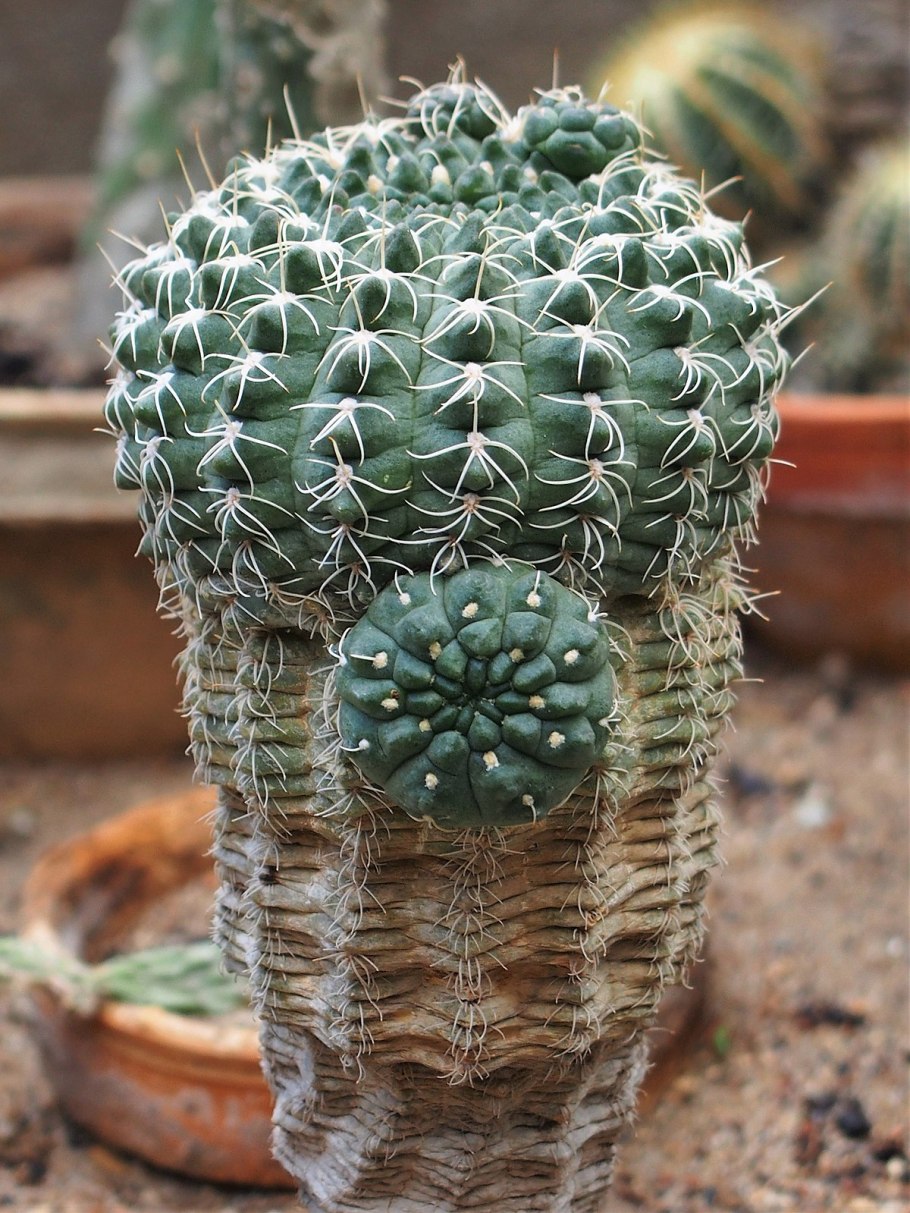 Gymnocalycium uebelmannianum