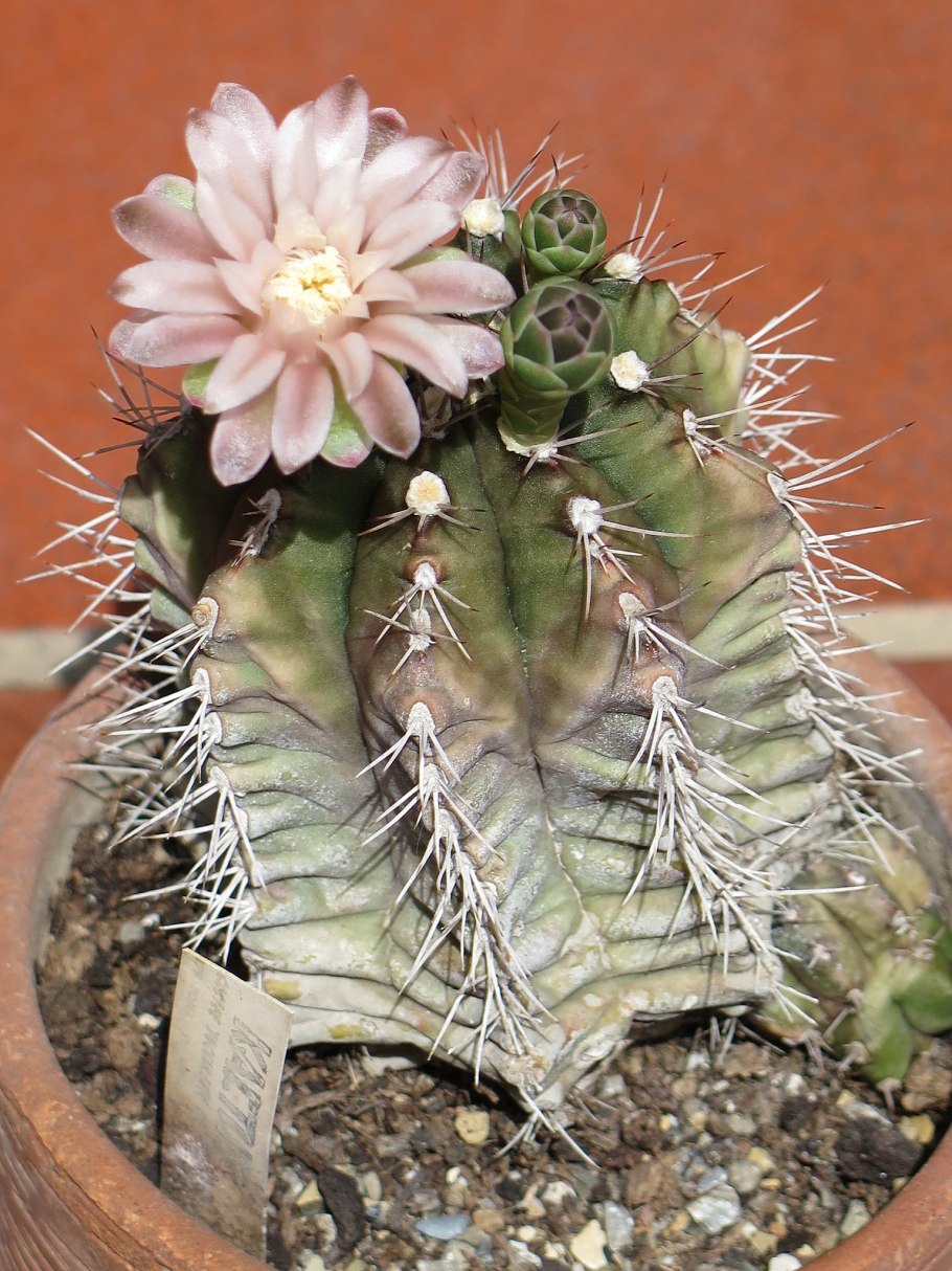 Gymnocalycium nataliae