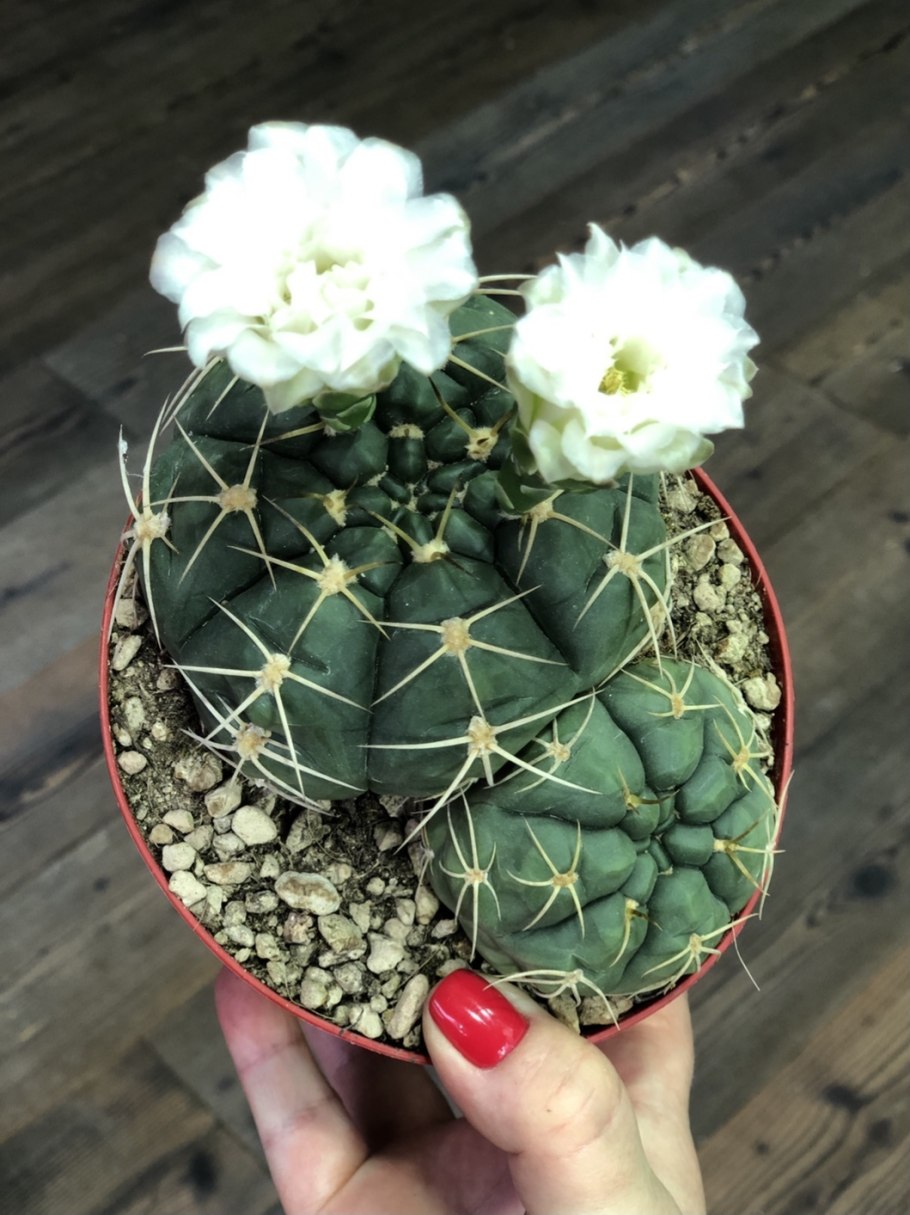 Gymnocalycium denudatum lb 811