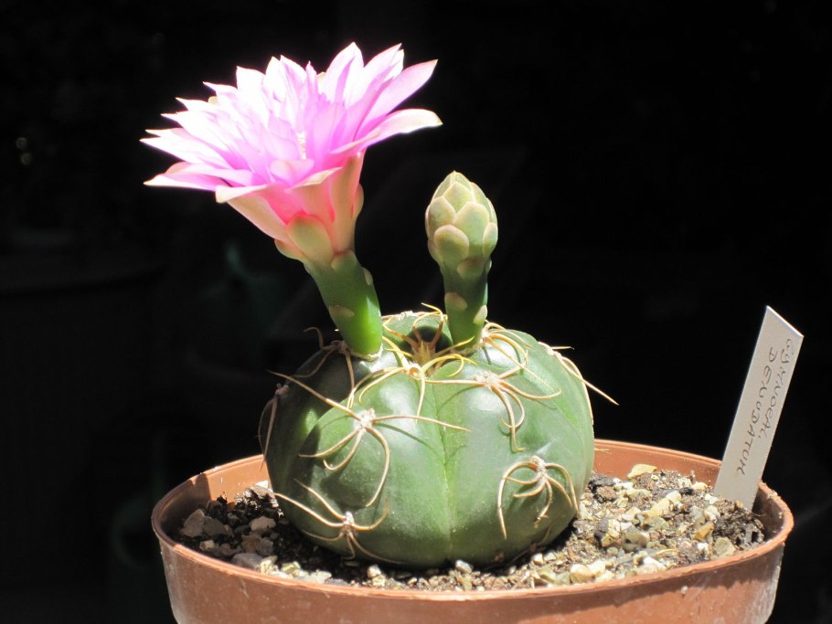 Gymnocalycium denudatum lb 811