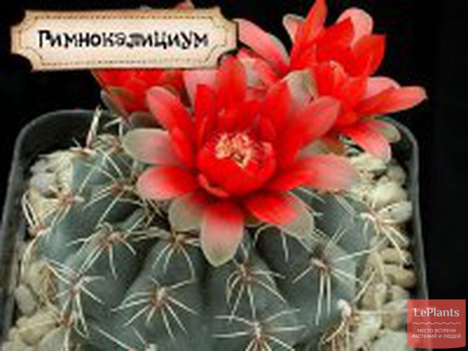 Кактус гимнокалициум красный