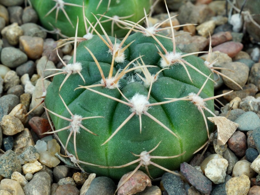Gymnocalycium kroenleinii SSP. Funettae VG 1039