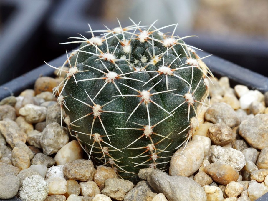 Гимнокалициум бруха