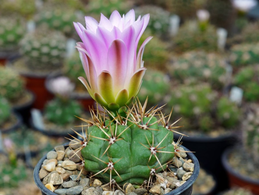 Гимнокалициум звёздчатый