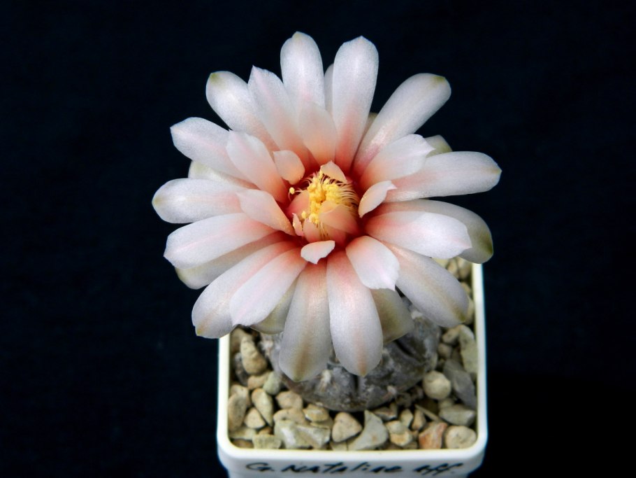 Гимнокалициум эринацеум