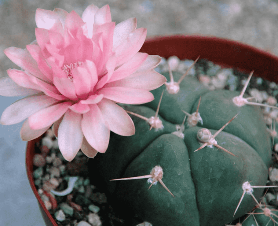 Гимнокалициум бальда кактус