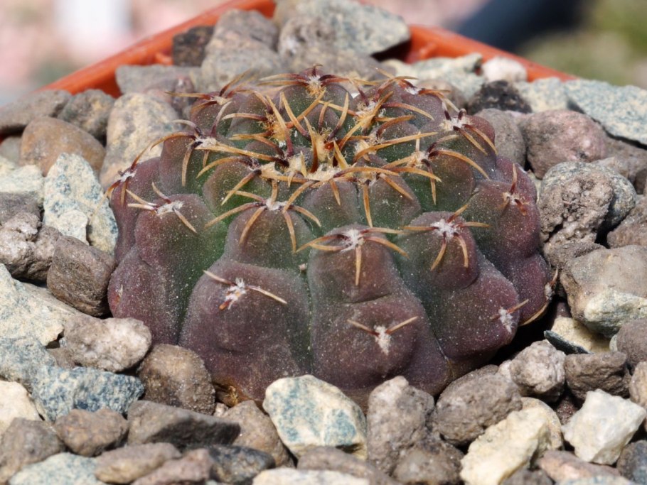 Гимнокалициум стеллатум