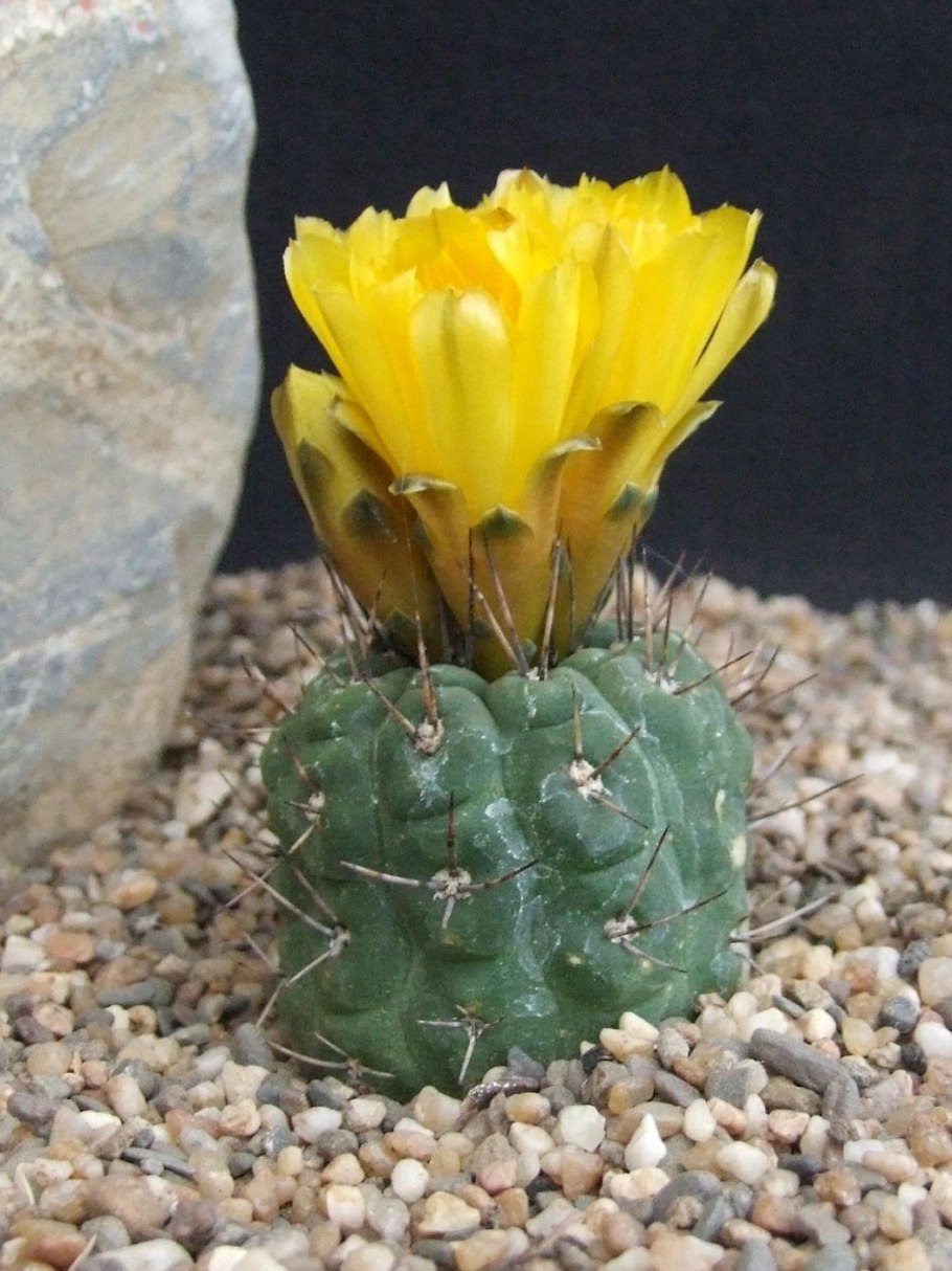 Weingartia kargliana