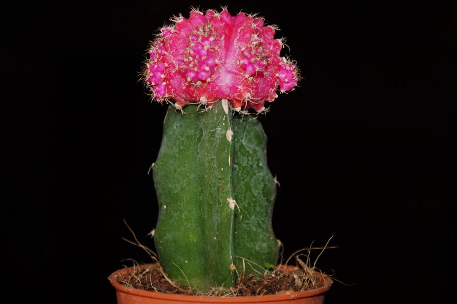 Гимнокалициум японский